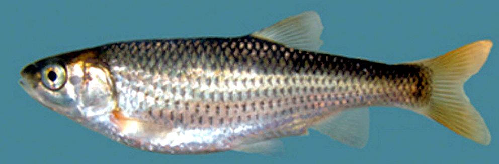 Squalius malacitanus_03.jpg